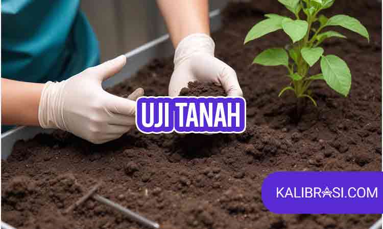 uji tanah